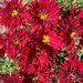 Złocień 'Duchess of Edinburgh' czerwonawy (Chrysanthemum hybrida)